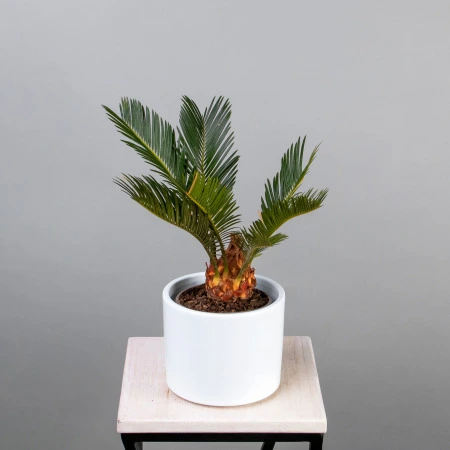 Цикас Революта