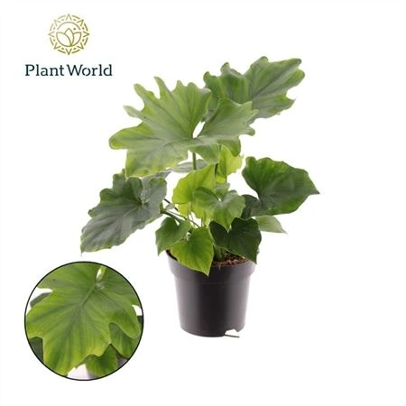 Филодендрон Селлоу Хоуп