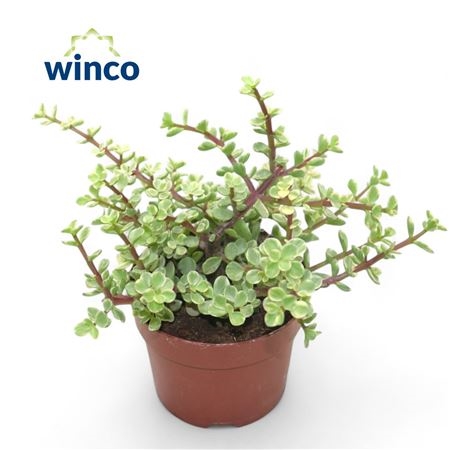 Крассула Афра Вариегата