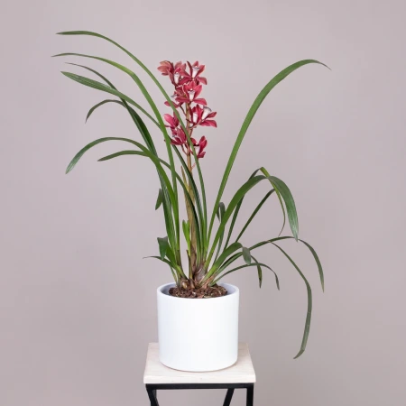 Цимбидиум Микс 1ст