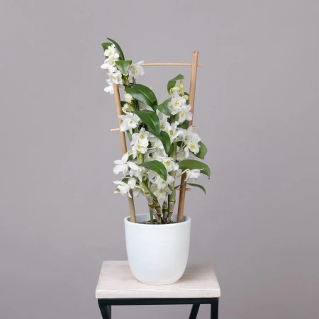 Дендробиум Нобиле Белый 2 ст на решетке