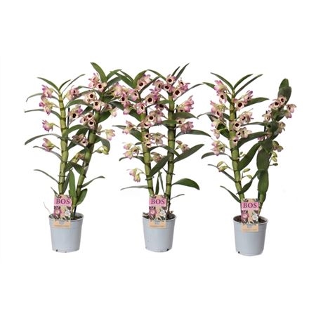 Дендробиум Нобиле 2 ст Бело-розовый с темной серединкой