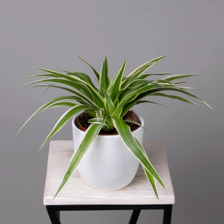 Хлорофитум Ириш