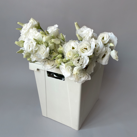 Лизиантус "Ду Арена Джиант Вайт"