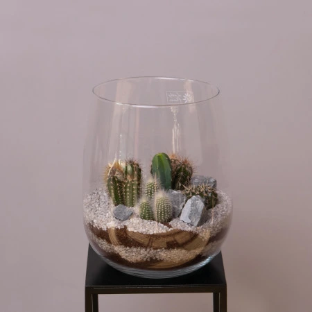 Композиция флорариум кактусы в банке FC-20.1037