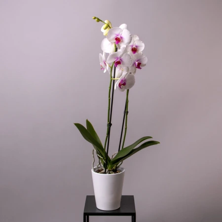 Фаленопсис Микс 2 ст