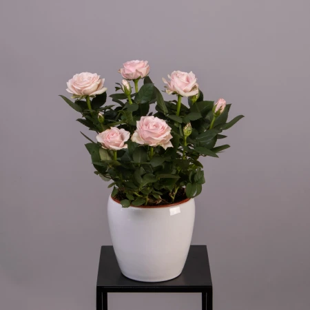 Роза Инфинити Принцесс Розовая