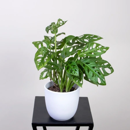 Монстера Адансона