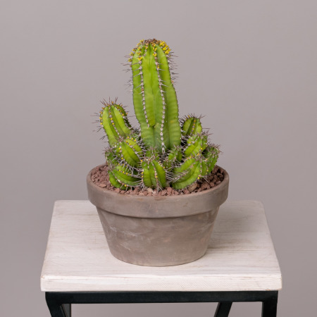 Эуфорбия Фрутикоза в кашпо