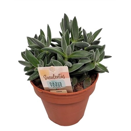 Крассула Тарантула