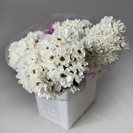 Хризантема кустовая "Кеннеди"