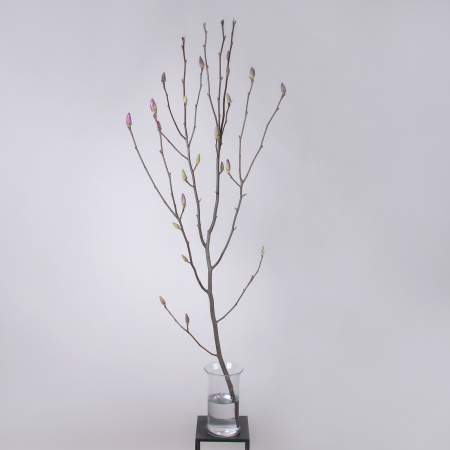 Магнолия "Розовая" (ветка)