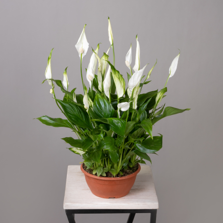 Спатифиллум Шопен