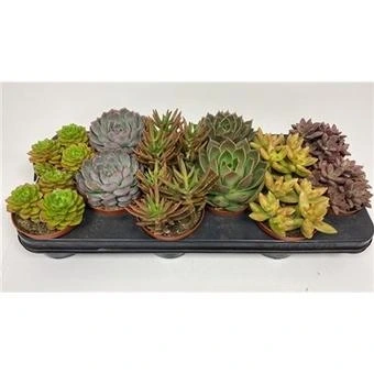 Суккулент Микс Осенний