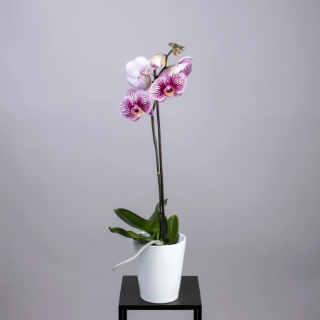 Фаленопсис Микс 1 ст К