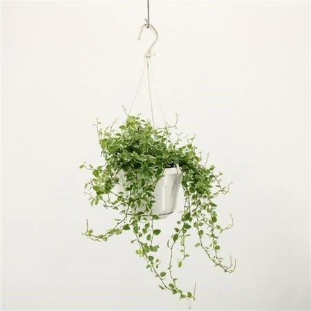 Фикус Пумила Уайт Санни подвесной