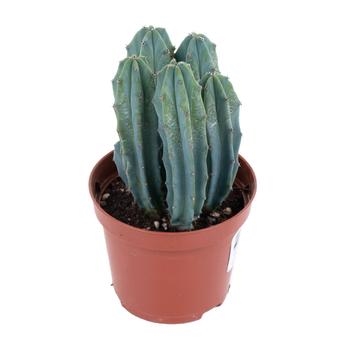 Миртиллокактус Геометризанс