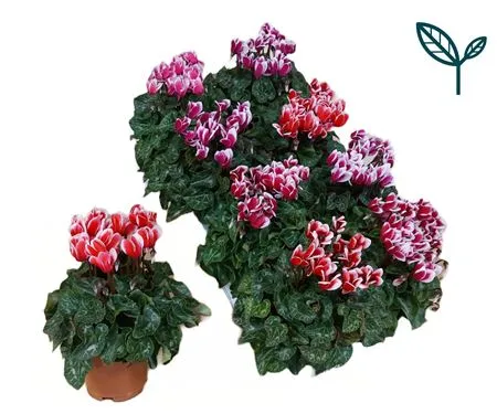 Цикламен Фантазия микс