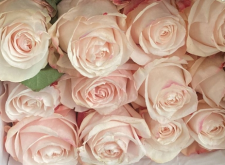 Роза "Помароза"