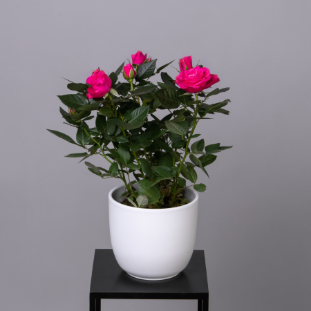 Роза Патио Малиновая (Регина)