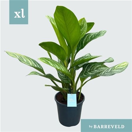 Аглаонема Грин Страйп