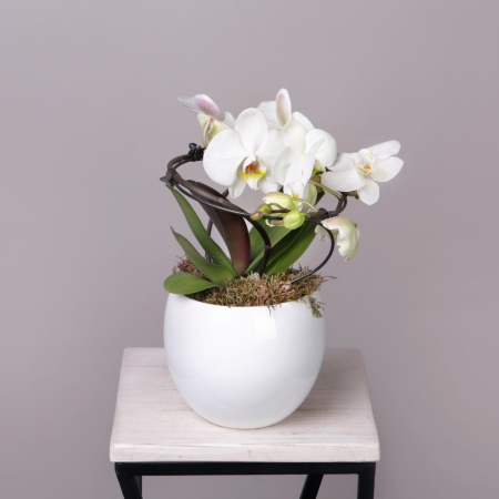 Фаленопсис Люкс Белый в белой керамике
