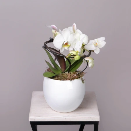 Фаленопсис Люкс Белый в белой керамике