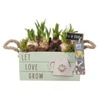 Нарцисс в зеленом деревянном ящике PTN8682