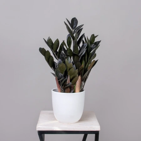 Замиокулкас Блэк К