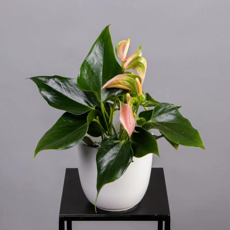 Антуриум Джоли Розовый