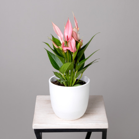 Антуриум андрианум Лилли Пинк К