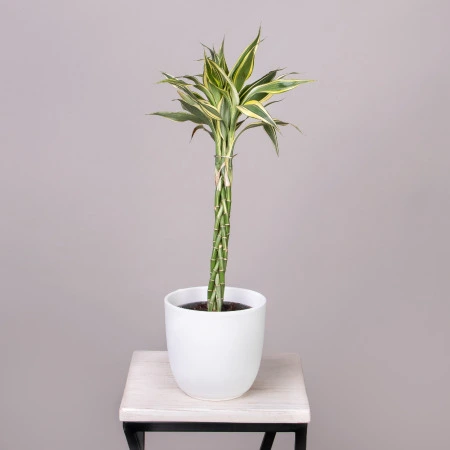 Драцена сандериана Микс переплетенная