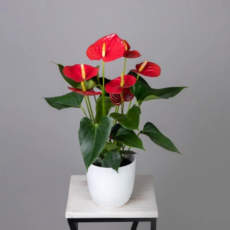 Антуриум андрианум Эсудо К