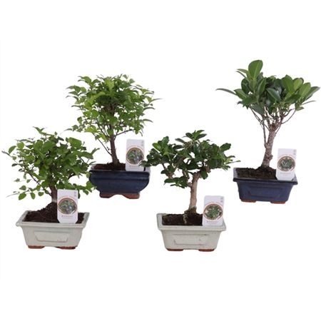 Бонсай Микс в керамике