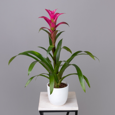 Гузмания Фрея