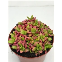 Анакампсерос Вариегата