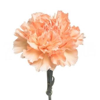 Гвоздика "Пич"