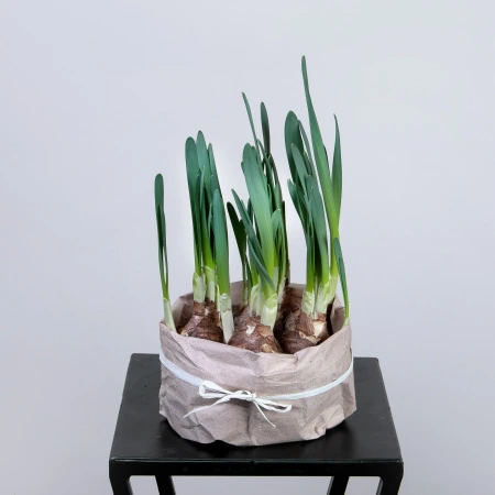 Нарцисс Кисс Ми