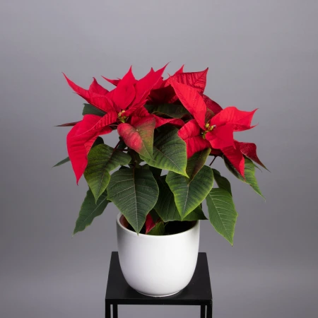 Пуансеттия Красная