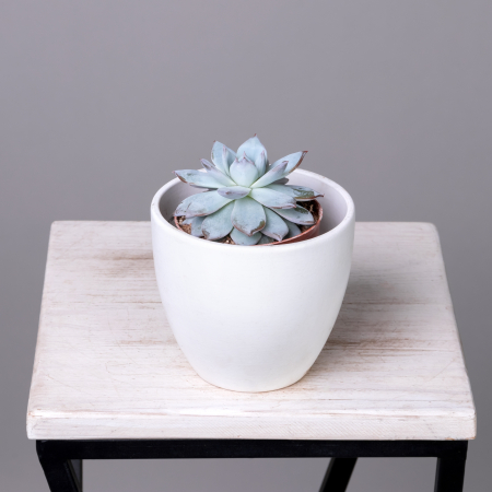 Эхеверия Колората