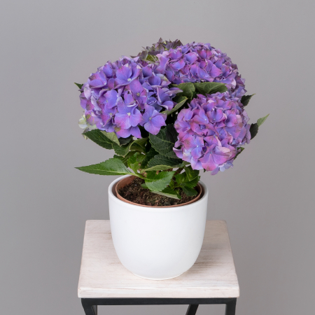 Гидрангия Кустовая Фиолетовая