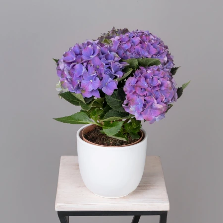 Гидрангия Кустовая Фиолетовая