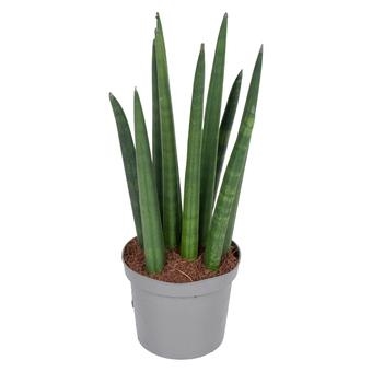 Сансевиерия цилиндрическая Рокет