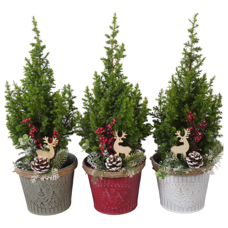 Кипарис  в цинке цвет микс с украшениями PTK25815