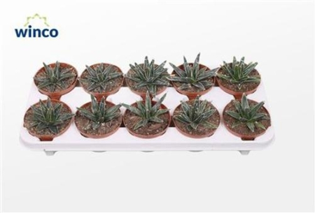 Агава Викторие-Реджине