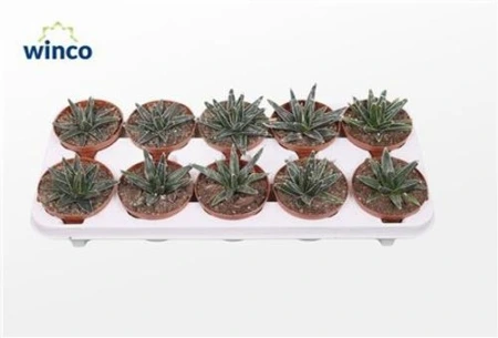 Агава Викторие-Реджине