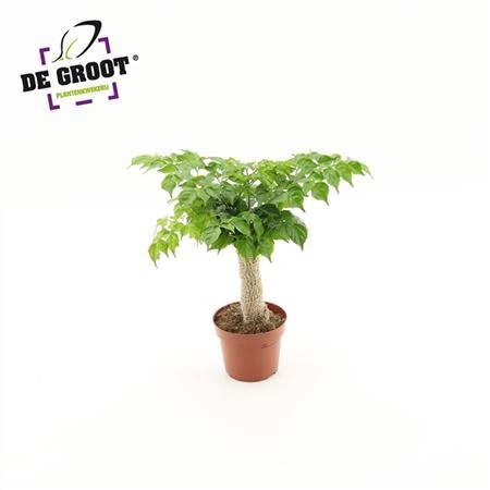 Радермахера в джуте