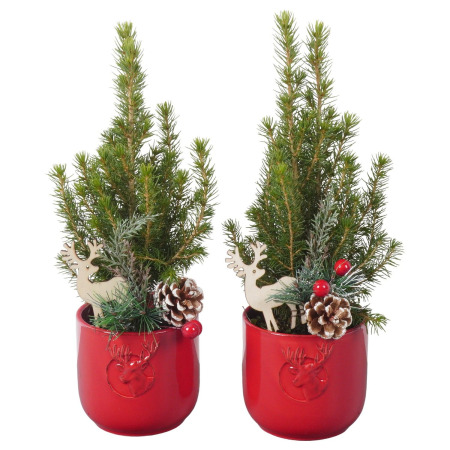 Ель Коника в красном керамическом кашпо с оленем PTK25349