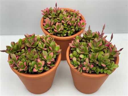 Анакампсерос Руфсенс