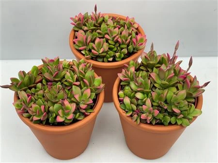 Анакампсерос Руфсенс